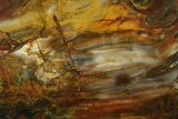 Colorful Petrified Wood Slab - Saddle Mountain, Washington #384318-1